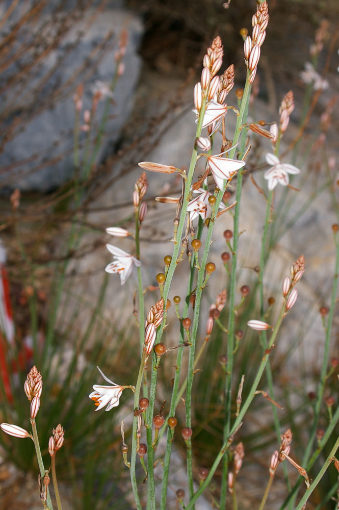 Asphodelus fistulosus / Asfodelo fistoloso